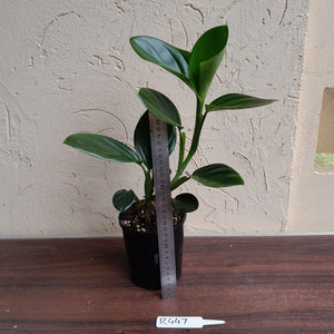 #R447 Philodendron Palaciosii