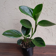 Load image into Gallery viewer, #R447 Philodendron Palaciosii