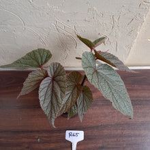 Load image into Gallery viewer, #R65 Begonia Sinbad