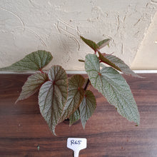 Load image into Gallery viewer, #R65 Begonia Sinbad