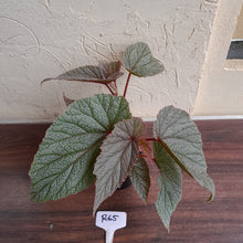 Load image into Gallery viewer, #R65 Begonia Sinbad