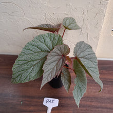 Load image into Gallery viewer, #R65 Begonia Sinbad