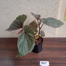 Load image into Gallery viewer, #R65 Begonia Sinbad