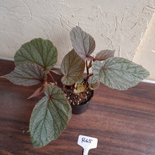 Load image into Gallery viewer, #R65 Begonia Sinbad