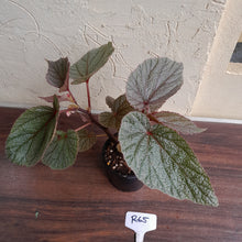 Load image into Gallery viewer, #R65 Begonia Sinbad