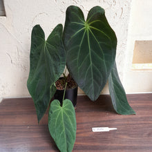 Load image into Gallery viewer, #R744 Huge, Dark Anthurium NOID - With Pup