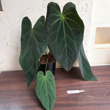 Load image into Gallery viewer, #R744 Huge, Dark Anthurium NOID - With Pup