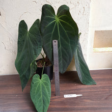 Load image into Gallery viewer, #R744 Huge, Dark Anthurium NOID - With Pup