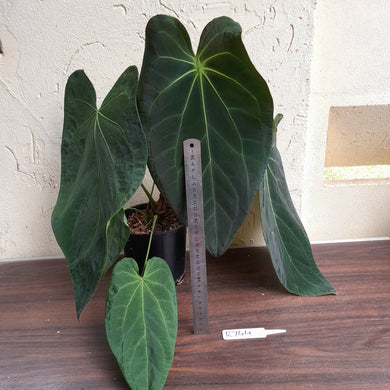 #R744 Huge, Dark Anthurium NOID - With Pup