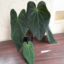 Load image into Gallery viewer, #R744 Huge, Dark Anthurium NOID - With Pup