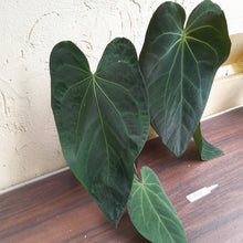 Load image into Gallery viewer, #R744 Huge, Dark Anthurium NOID - With Pup