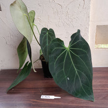 Load image into Gallery viewer, #R744 Huge, Dark Anthurium NOID - With Pup