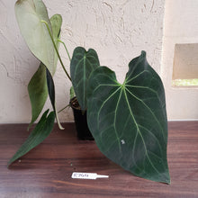 Load image into Gallery viewer, #R744 Huge, Dark Anthurium NOID - With Pup