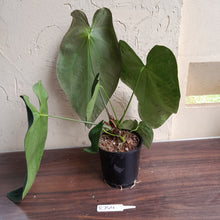 Load image into Gallery viewer, #R744 Huge, Dark Anthurium NOID - With Pup