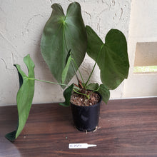 Load image into Gallery viewer, #R744 Huge, Dark Anthurium NOID - With Pup