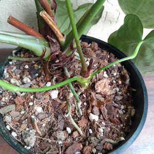 #R744 Huge, Dark Anthurium NOID - With Pup