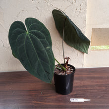 Load image into Gallery viewer, #D824 Large, Dark Anthurium Papillilaminum x