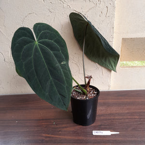 #D824 Large, Dark Anthurium Papillilaminum x