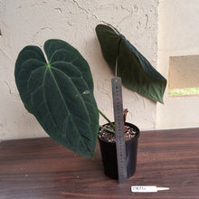 Load image into Gallery viewer, #D824 Large, Dark Anthurium Papillilaminum x