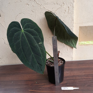 #D824 Large, Dark Anthurium Papillilaminum x