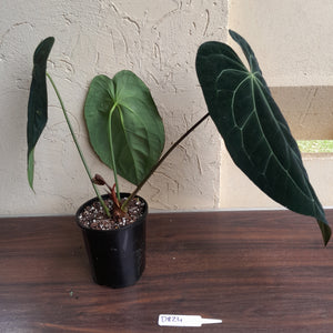 #D824 Large, Dark Anthurium Papillilaminum x