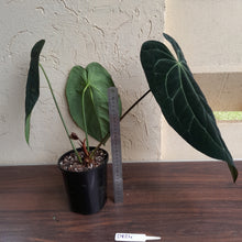 Load image into Gallery viewer, #D824 Large, Dark Anthurium Papillilaminum x