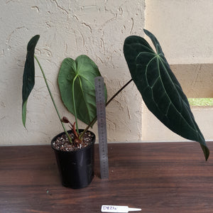 #D824 Large, Dark Anthurium Papillilaminum x