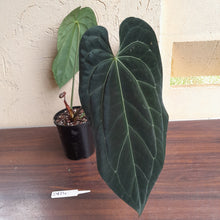 Load image into Gallery viewer, #D824 Large, Dark Anthurium Papillilaminum x