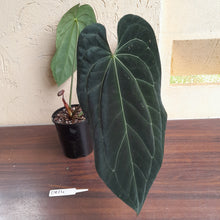 Load image into Gallery viewer, #D824 Large, Dark Anthurium Papillilaminum x