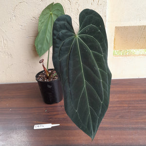 #D824 Large, Dark Anthurium Papillilaminum x