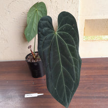 Load image into Gallery viewer, #D824 Large, Dark Anthurium Papillilaminum x