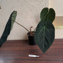 Load image into Gallery viewer, #D824 Large, Dark Anthurium Papillilaminum x