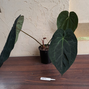 #D824 Large, Dark Anthurium Papillilaminum x