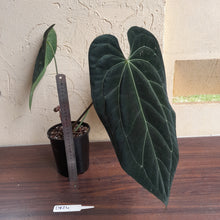 Load image into Gallery viewer, #D824 Large, Dark Anthurium Papillilaminum x