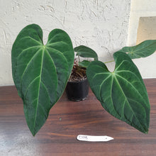 Load image into Gallery viewer, #D118 Large Anthurium NOID - With 2 x Pups