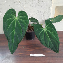 Load image into Gallery viewer, #D118 Large Anthurium NOID - With 2 x Pups