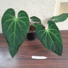 Load image into Gallery viewer, #D118 Large Anthurium NOID - With 2 x Pups