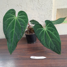 Load image into Gallery viewer, #D118 Large Anthurium NOID - With 2 x Pups