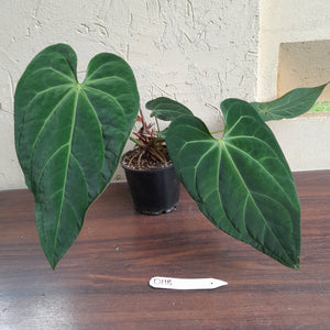 #D118 Large Anthurium NOID - With 2 x Pups