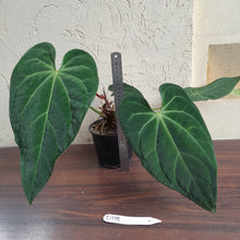 Load image into Gallery viewer, #D118 Large Anthurium NOID - With 2 x Pups