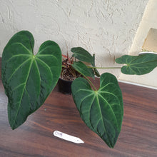 Load image into Gallery viewer, #D118 Large Anthurium NOID - With 2 x Pups