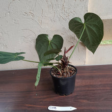 Load image into Gallery viewer, #D118 Large Anthurium NOID - With 2 x Pups