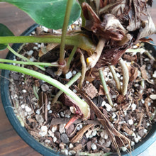 Load image into Gallery viewer, #D118 Large Anthurium NOID - With 2 x Pups