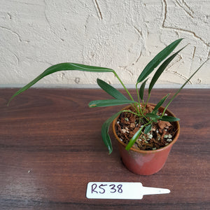 #R538 Two x Anthurium Friedrichsthalii