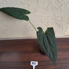 Load image into Gallery viewer, #R112 Anthurium (Crystallinum x Luxurians) x Papillilaminum