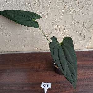 #R112 Anthurium (Crystallinum x Luxurians) x Papillilaminum