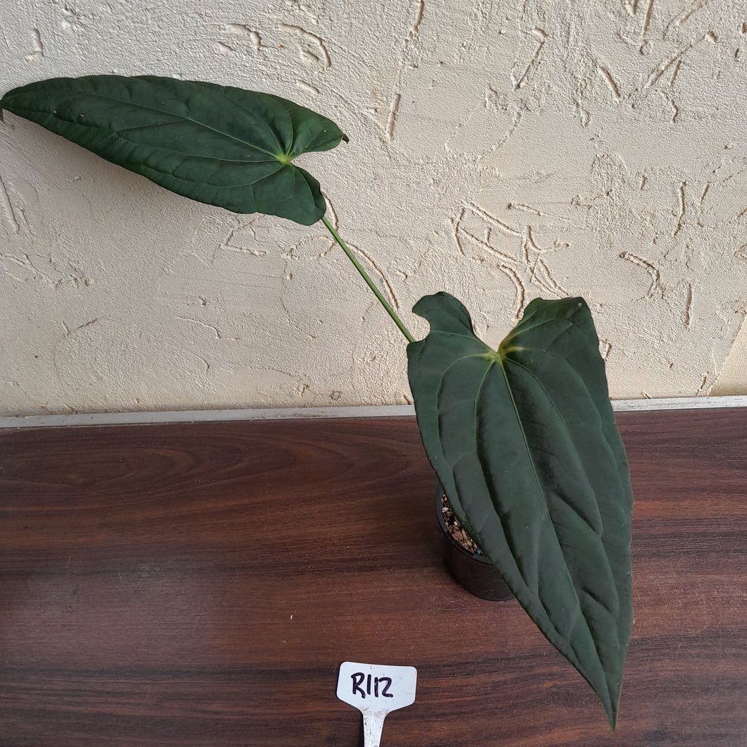 #R112 Anthurium (Crystallinum x Luxurians) x Papillilaminum