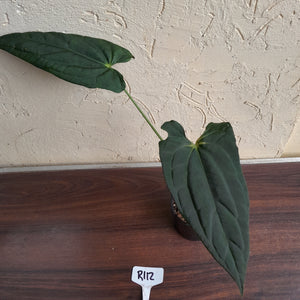 #R112 Anthurium (Crystallinum x Luxurians) x Papillilaminum