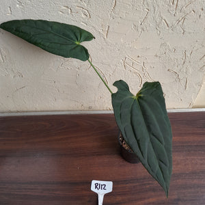 #R112 Anthurium (Crystallinum x Luxurians) x Papillilaminum