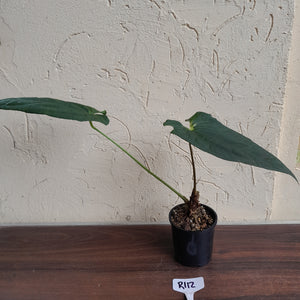 #R112 Anthurium (Crystallinum x Luxurians) x Papillilaminum